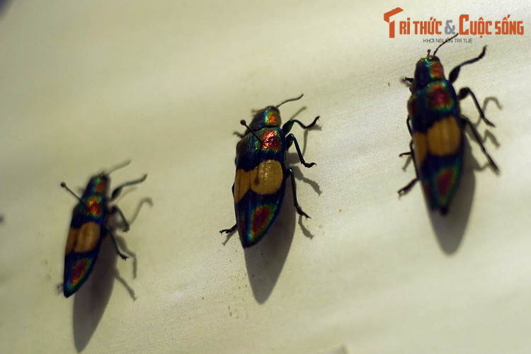 Bọ sàng (chi Chrysochroa) gồm những loài bọ cánh cứng chuyên đục gỗ, có bộ cánh óng ánh như ngọc. Hiện vật có nguồn gốc từ Vĩnh Phúc.