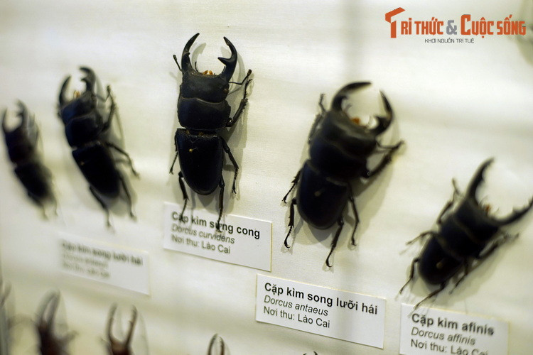 Các loài cặp kìm phong phú về chủng loại, có đặc điểm chung là con đực sở hữu "gọng kìm" lớn trên đầu, được dùng để đấu với nhau khi tranh giành con cái. Mẫu vật xuất xứ từ Lào Cai.