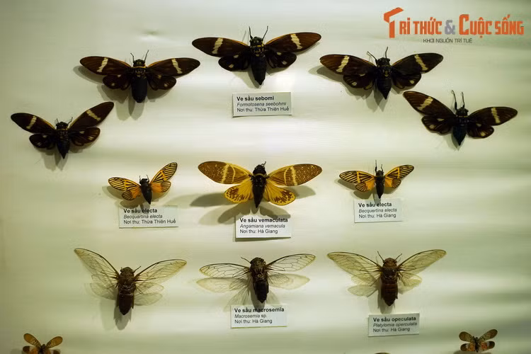 Các loài ve sầu được biết đến với khả năng tạo âm thanh inh ỏi suốt mùa hè của ve sầu đực. Hầu hết ve sầu có vòng đời 2-5 năm, đặc biệt có loài đến 17 năm.