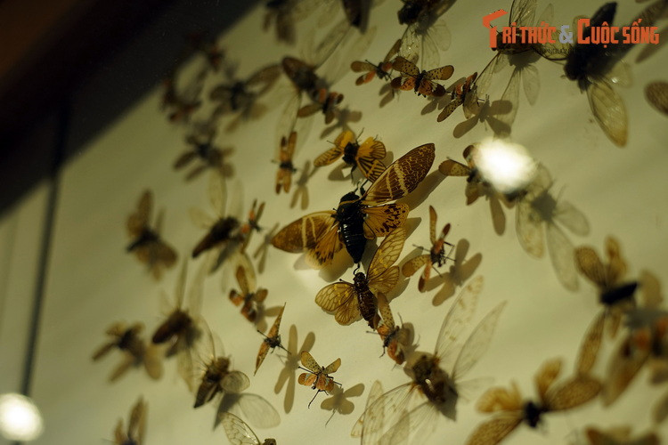 Thuộc bộ Cánh nửa (Hemiptera), thế giới của các loài ve sầu (họ Cicadidae) khiến nhiều người ngạc nhiên về sự phong phú. Theo ước tính, có khoảng 2.500 loài ve sầu trên thế giới, trong vùng ôn đới lẫn nhiệt đới.