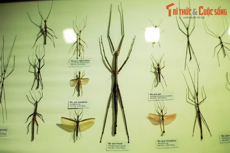 Với hình dạng giống cành cây, các loài bọ que (bộ Bọ que, Phasmatodea) ngụy trang rất khéo, có thể thay đổi màu sắc để phù hợp môi trường. Chúng gồm một số loài dài nhất trong thế giới côn trùng.
