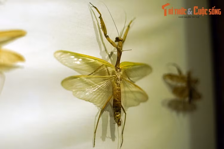Bộ Bọ ngựa (Mantodea) gồm những loài côn trùng ăn thịt có hai chi trước tiến hóa thành "lưỡi kéo" sắc bén. Màu sắc của chúng thường thay đổi theo môi trường như một cách ngụy trang khi rình mồi.