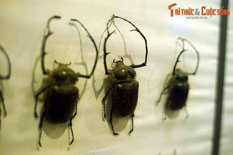 Nhiều loài bọ cánh cứng có kích cỡ lớn và ngoại hình rất ấn tượng, mà loài cua bay hoa (Cheirotonus battareli) là một ví dụ điển hình. Loài này có thể dài đến 6 cm, sở hữu hai chi trước rất "ngầu". Mẫu vật có nguồn gốc từ Hà Giang.