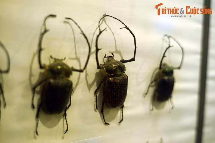 Nhiều loài bọ cánh cứng có kích cỡ lớn và ngoại hình rất ấn tượng, mà loài cua bay hoa (Cheirotonus battareli) là một ví dụ điển hình. Loài này có thể dài đến 6 cm, sở hữu hai chi trước rất "ngầu". Mẫu vật có nguồn gốc từ Hà Giang.