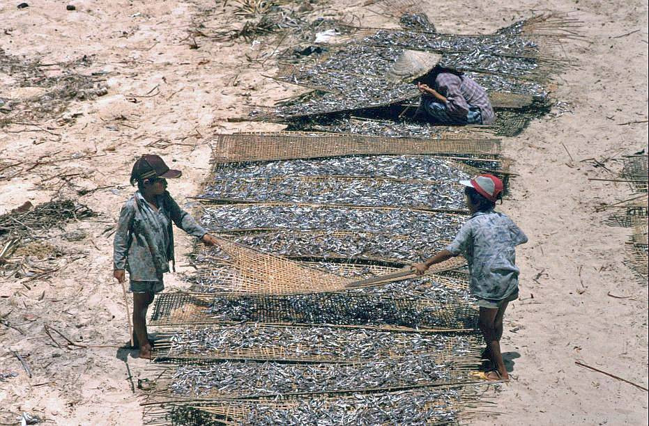 Nghề làm cá khô ở Đại Lãnh