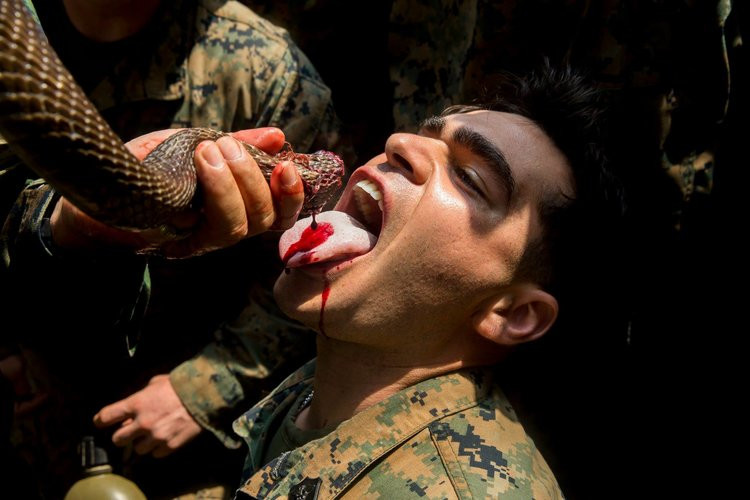 Như thường niên, hàng năm quân đội Mỹ đều tham gia cuộc tập trận Rắn Hổ Mang Vàng với màn uống máu rắn độc nhất vô nhị trong rừng rậm nhiệt đới châu Á. Nguồn ảnh: BI.