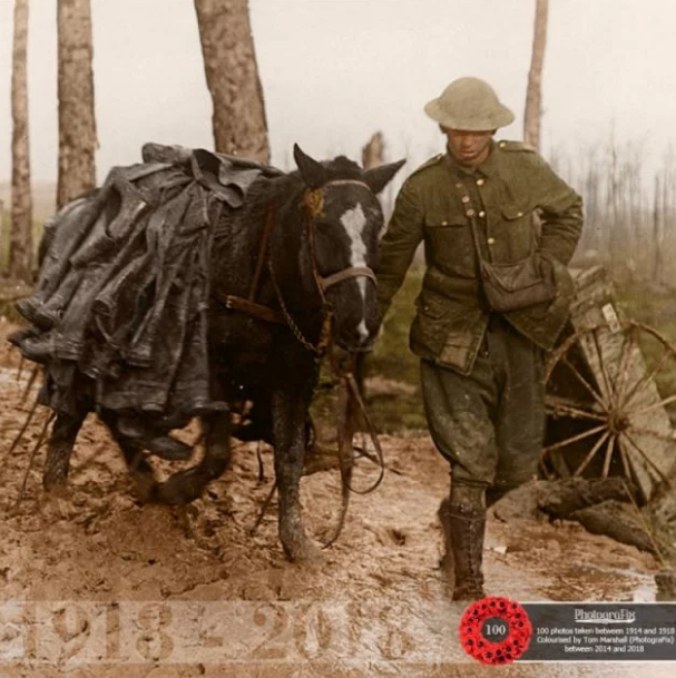 Ngựa thồ trên chiến trường đầy bùn lầy - nơi mà không một loại ô-tô nào của 100 năm trước có thể di chuyển qua nổi. Ảnh: Warhistory.