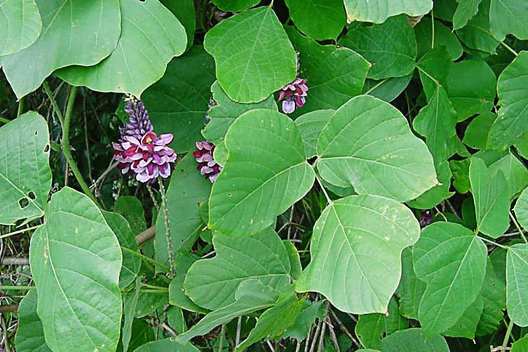 Sắn dây: Đây cũng là một trong số những loại thực vật có tác dụng xua đuổi rắn. Nhựa tiết ra từ cây sắn dây có thể khiến rắn sợ và tránh xa. Gia đình nào có sân vườn rộng, um tùm nên có thêm cây này.