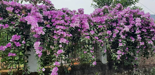 Hoa lan tỏi: Đây là một loại cây có thân leo, thường được trồng trên cổng nhà. Lá cây này có mùi tỏi rất nồng, thậm chí nồng hơn cả tỏi nên được đặt tên là lan tỏi. Cũng nhờ mùi cay nồng khó chịu đó mà lũ rắn mới tránh xa.