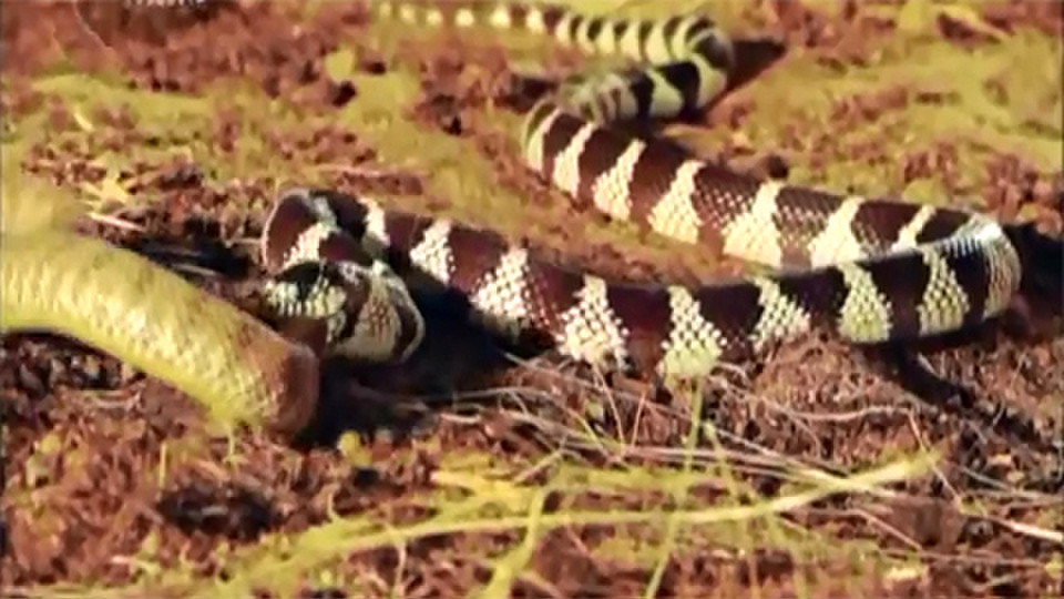 Tuy nhiên, chuyên gia Barbara Medford, thuộc Trung tâm Lady Bird Johnson Wildflower (Hoa Kỳ) cho biết, loài rắn có khả năng thích nghi tốt với môi trường, vì vậy ngay cả những loại cây được cho là kỵ rắn cũng không đuổi được chúng hoàn toàn.