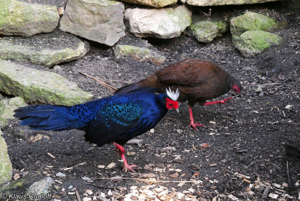 Các chương trình này sẽ được thực hiện đồng bộ để đạt được mục tiêu bảo tồn bền vững quần thể gà lôi lam mào trắng trong tự nhiên vào năm 2030.