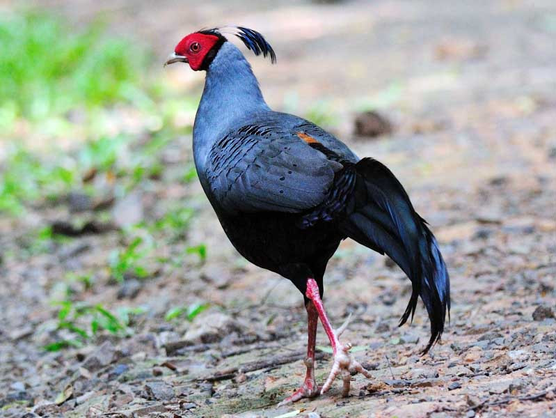 Điều may mắn, là sau khi phát hiện, các nhà điểu học người Pháp đã mang trứng và gà lôi lam mào trắng về Pháp. Quần thể xa xứ này phát triển tốt, và hiện hơn 1.000 con đang được nuôi tại các vườn thú.