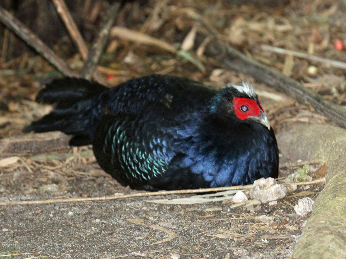 Các nhà khoa học rất tích cực chăm sóc, nhân nuôi gà lam đuôi trắng trong điều kiện nuôi nhốt hoặc bán tự nhiên, đồng thời vẫn nỗ lực tìm kiếm loài này trong môi trường tự nhiên.