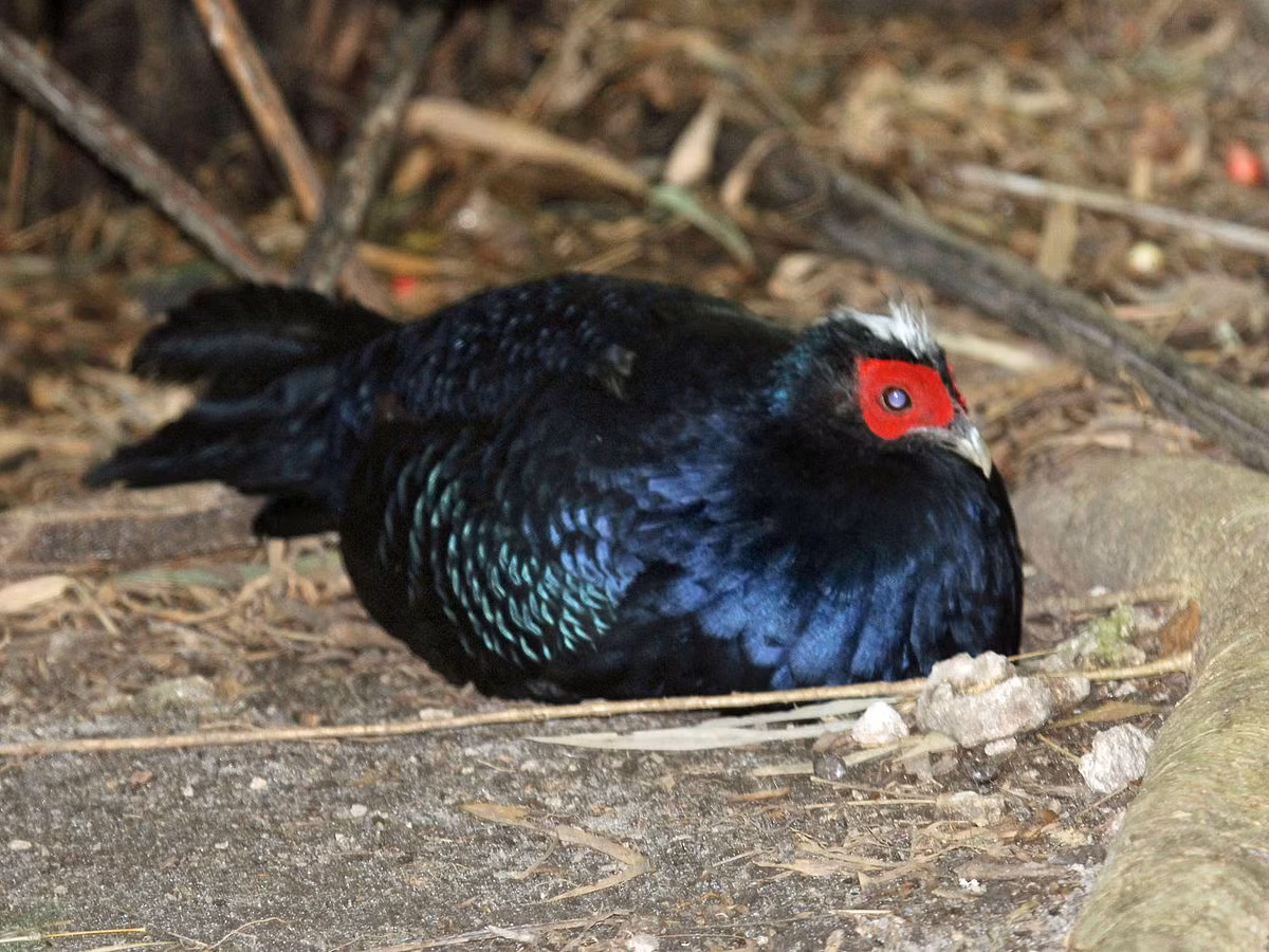 Các nhà khoa học rất tích cực chăm sóc, nhân nuôi gà lam đuôi trắng trong điều kiện nuôi nhốt hoặc bán tự nhiên, đồng thời vẫn nỗ lực tìm kiếm loài này trong môi trường tự nhiên.