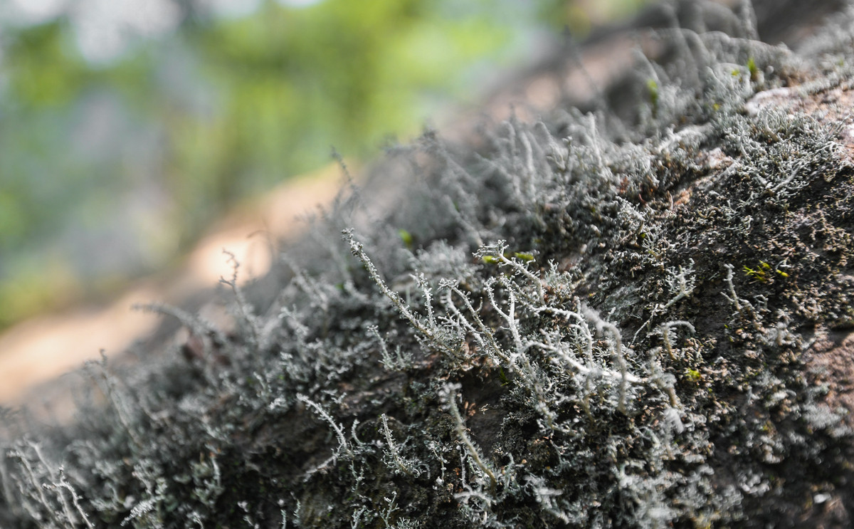 Tuy vất vả, tốn sức, mệt lả và sấp mặt vì núi cao, vực thẳm, nhưng bù lại, bạn sẽ được chiêm ngưỡng vô vàn cảnh đẹp. Địa y trắng xuất hiện khắp đường mòn dẫn lên đỉnh núi.