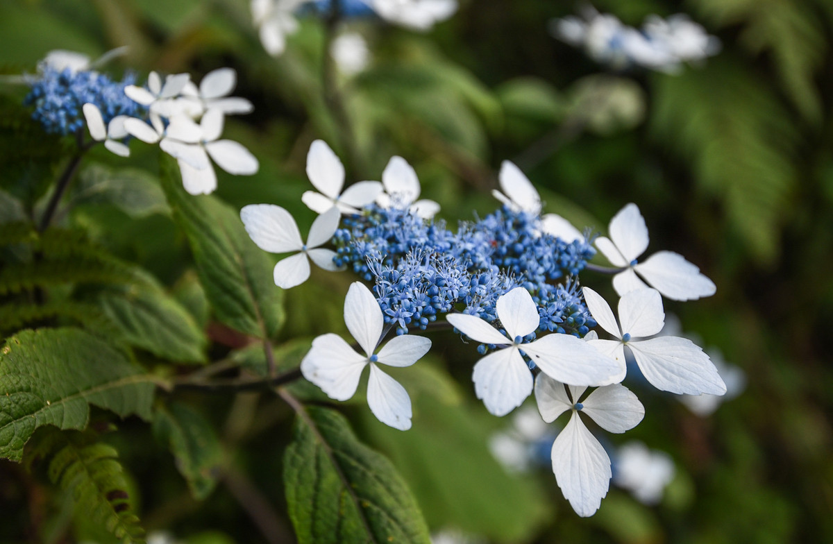Hoa cẩm tú cầu núi mọc dại ở độ cao 2.000 m.