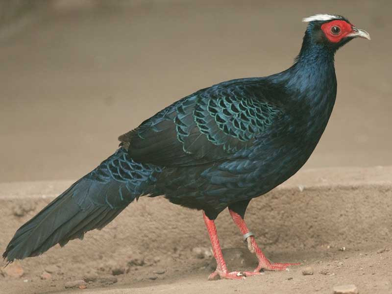 Cặp gà lôi lam được một nhà tự nhiên người Pháp phát hiện lần đầu tiên vào năm 1924, tại vùng rừng phía Tây huyện Phong Điền, Thừa Thiên - Huế. Tuy nhiên, sau đó không bắt gặp thêm một con gà lôi lam nào khác.