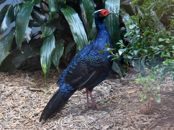 Tuy nhiên, do nhiều năm sau không được phát hiện nên trong nhiều hội thảo tổ chức vào năm 1994- 1995, các chuyên gia về chim cho rằng gà lôi lam mào trắng ở Việt Nam gần như bị tuyệt chủng.