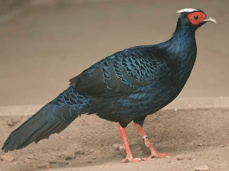 Tin vui, năm 2014, tại vùng rừng đặc dụng Bắc Hải Vân, lực lượng kiểm lâm Thừa Thiên - Huế đã thu giữ từ một người đi rừng một con gà lôi lam mào trắng. Điều này tăng hi vọng loài này còn tồn tại trong tự nhiên.