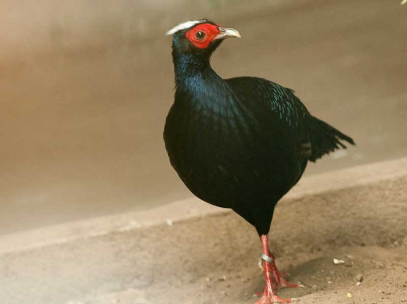 Năm 1929, các nhà bảo tồn khoa học thế giới đã công bố loài gà lôi lam mào trắng bị tuyệt chủng. Đến năm 1986, kiểm lâm phát hiện tại Khu bảo tồn thiên nhiên Phong Điền một cặp gà lôi lam mào trắng và chuyển giao cho vườn thú Hà Nội nhân giống trong điều kiện nuôi nhốt.