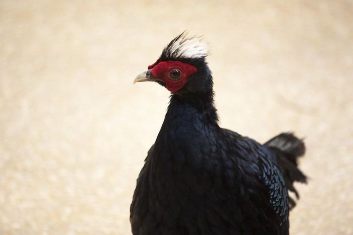 Gà lôi lam mào trắng được đánh giá là tuyệt đẹp với màu lông xanh tím, có ánh thép; mào lông trắng ở con trống và mào màu nâu gụ ở con mái. Chân đỏ tía, da mặt đỏ thắm và mỏ đen sừng.