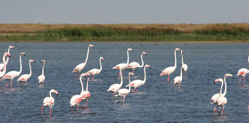 Vùng đất di sản thế giới: Kazakhstan sở hữu 3 di sản thế giới được UNESCO công nhận: thảo nguyên Saryarka – nơi sinh sống của nhiều loài quý hiếm; Tamgaly – quần thể hơn 5000 bức tranh vẽ trên vách hang động; lăng mộ Khoja Akhmet Yassawi – một nhà thơ và nhà Sufi giáo.