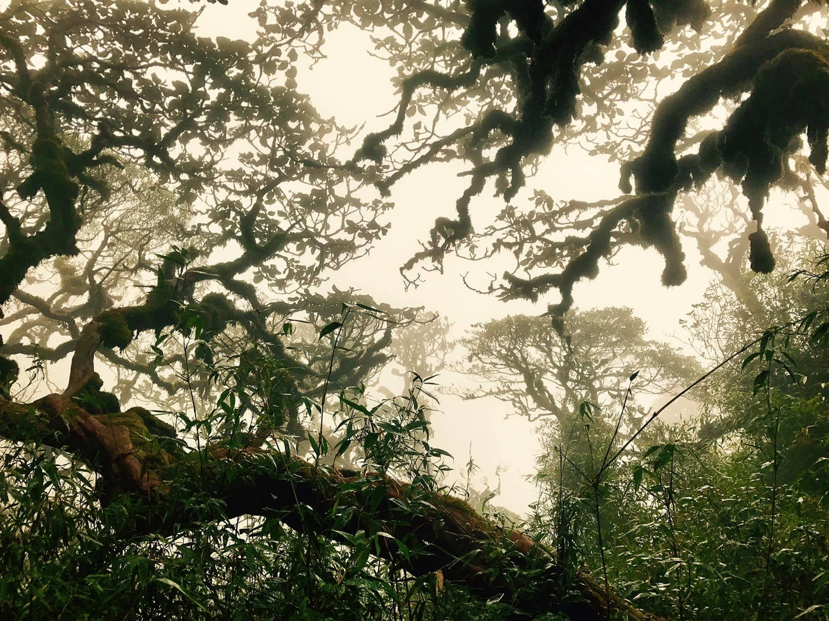 Khang Su Văn nổi bật và huyền bí với cánh rừng nguyên sinh rậm rạp, nhiều loài động vật hoang dã. Vì vậy, để chinh phục Khang Su Văn, du khách phải được sự cho phép của lực lượng bộ đội Biên phòng. 