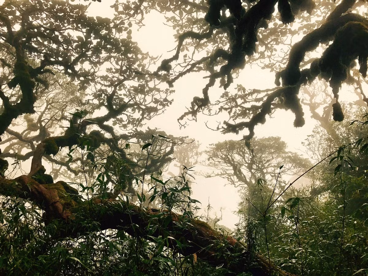 Khang Su Văn nổi bật và huyền bí với cánh rừng nguyên sinh rậm rạp, nhiều loài động vật hoang dã. Vì vậy, để chinh phục Khang Su Văn, du khách phải được sự cho phép của lực lượng bộ đội Biên phòng. 