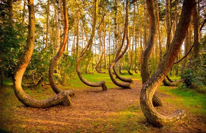 Rừng quanh co (Ba Lan): Đây đúng là một trong những địa điểm bí ẩn nhất trên thế giới, với hàng trăm cây thông kỳ dị. Chúng phát triển với phần gốc uốn cong gần 90 độ và khoa học chưa tìm được nguyên nhân.