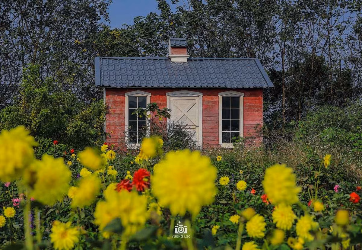 Vườn hoa bãi đá sông Hồng là gợi ý thú vị để du khách khám phá, trải nghiệm cắm trại, thư giãn… khi đến thủ đô. Ảnh: Vương Lộc