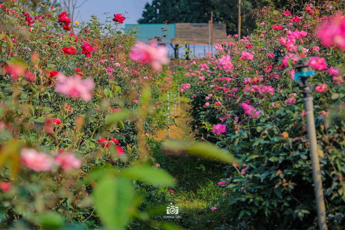 Ảnh: Vương Lộc