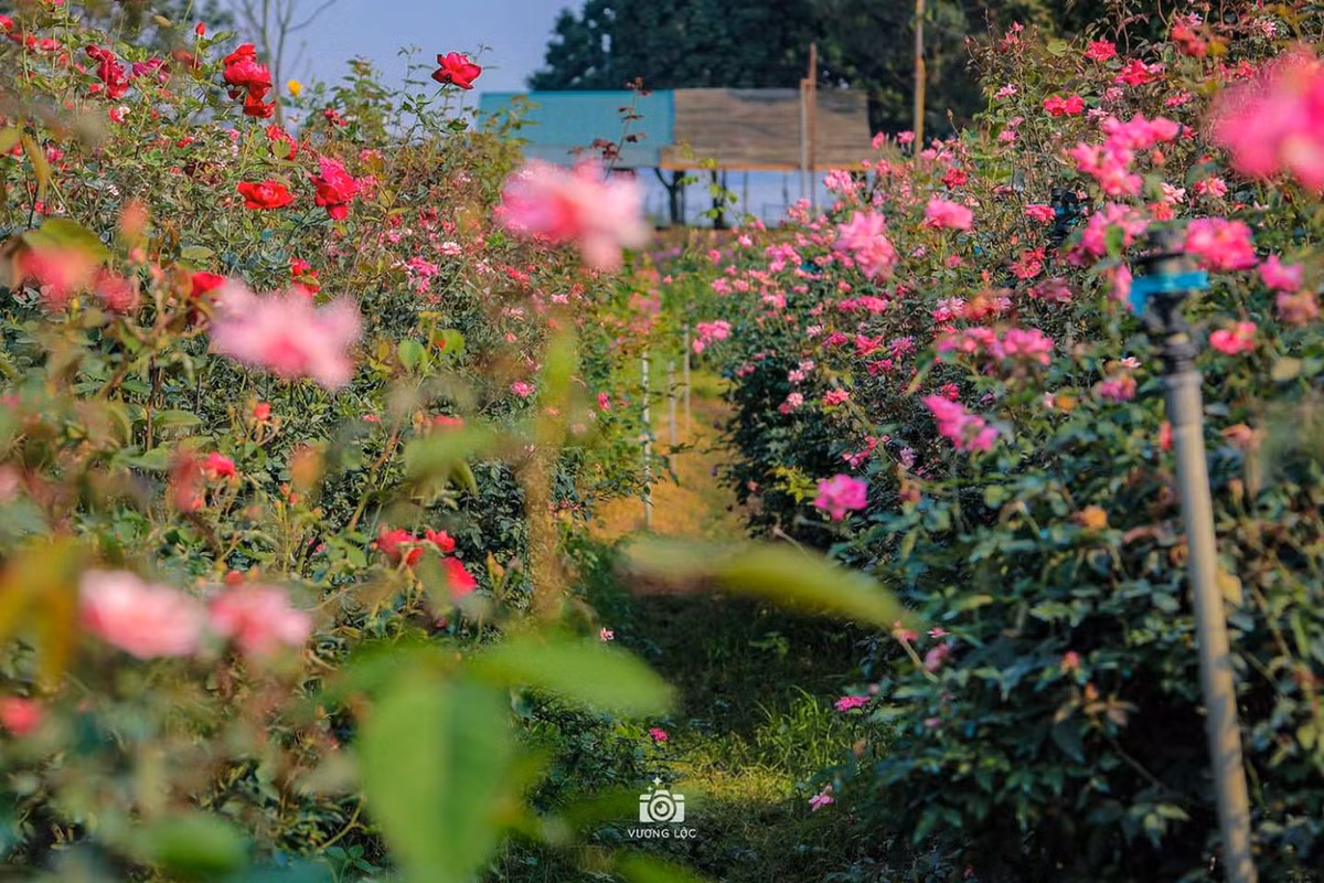 Ảnh: Vương Lộc