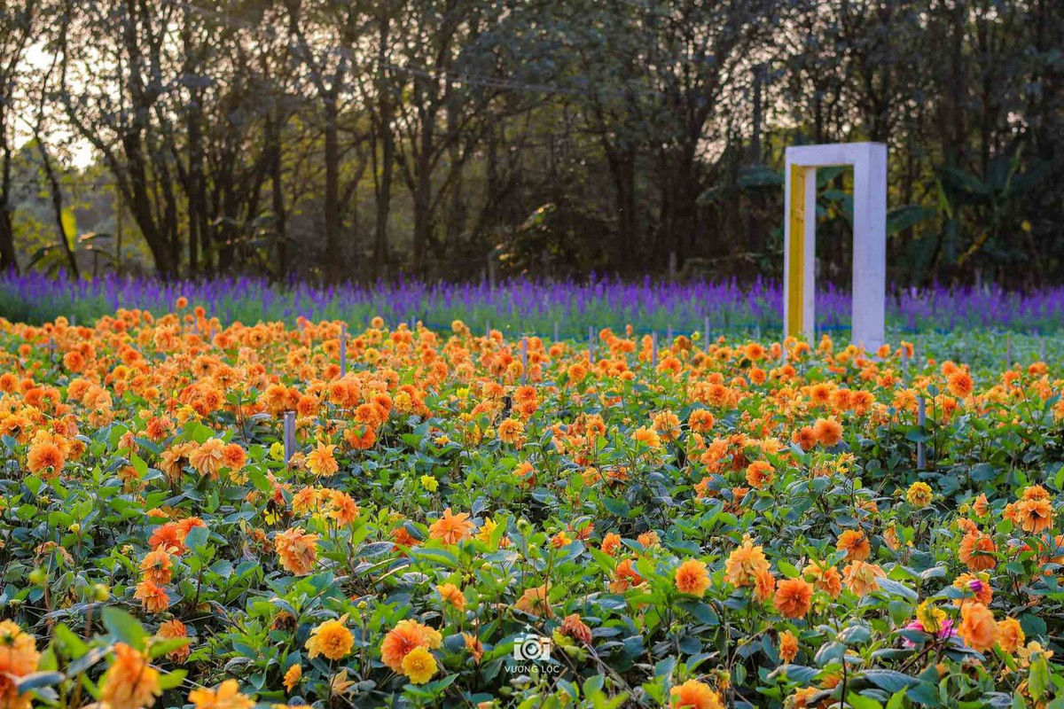 Vườn hoa thược dược vàng. Ảnh: Vương Lộc