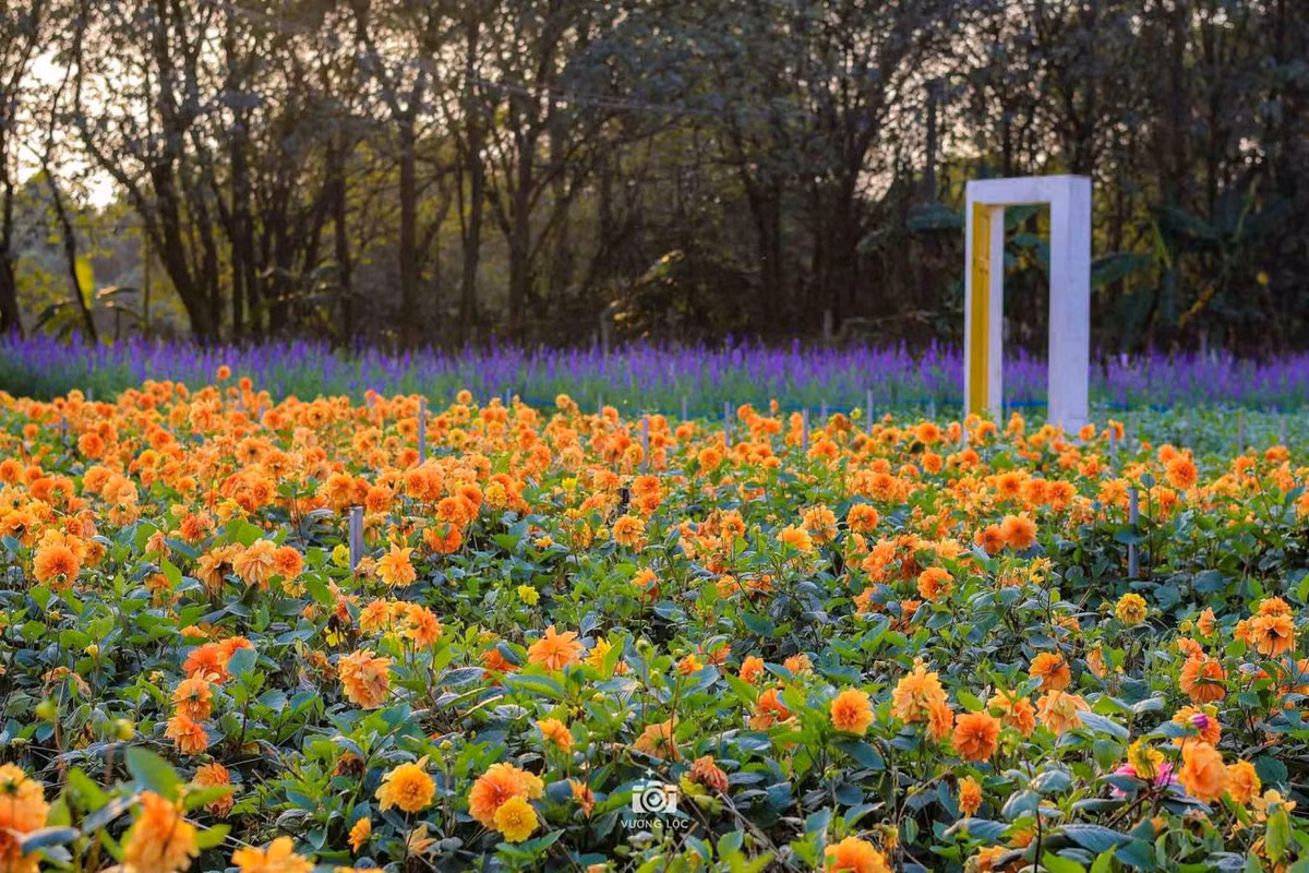 Vườn hoa thược dược vàng. Ảnh: Vương Lộc