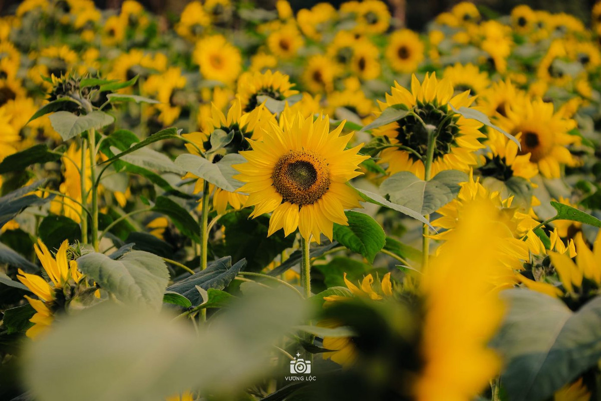 Vườn hoa hướng dương khoe sắc. Ảnh: Vương Lộc