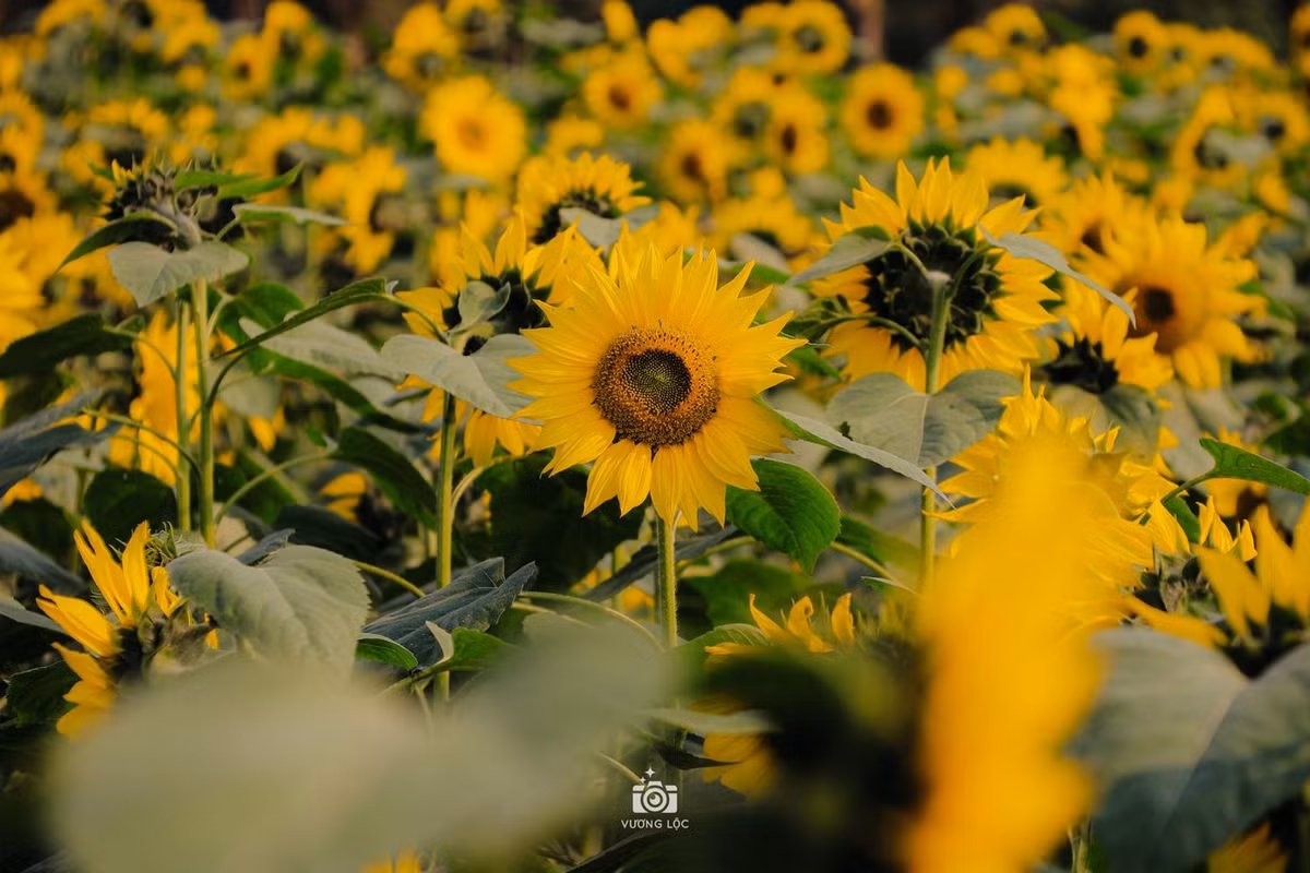 Vườn hoa hướng dương khoe sắc. Ảnh: Vương Lộc