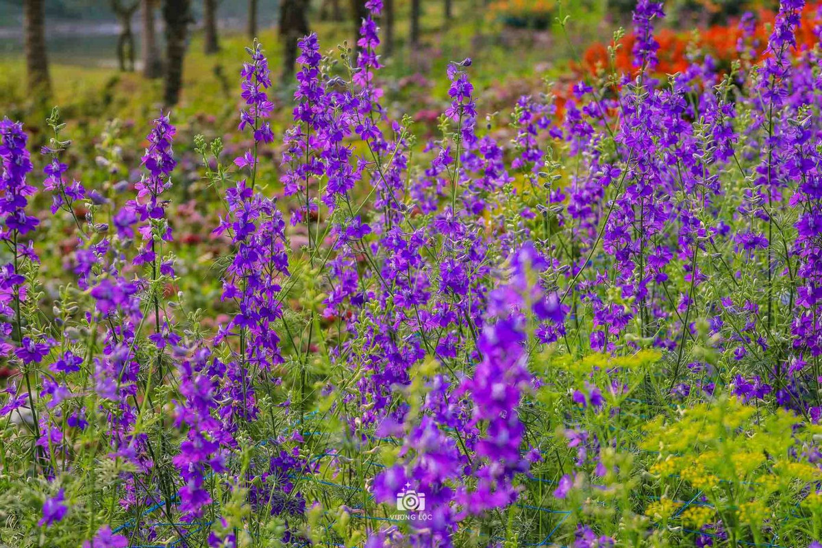 Trên khu đất rộng ven sông, vườn hoa bãi đá sông Hồng được thiết kế và bố trí thành nhiều tiểu cảnh nhỏ phục vụ khách tham quan và chụp ảnh. Ảnh: Vương Lộc