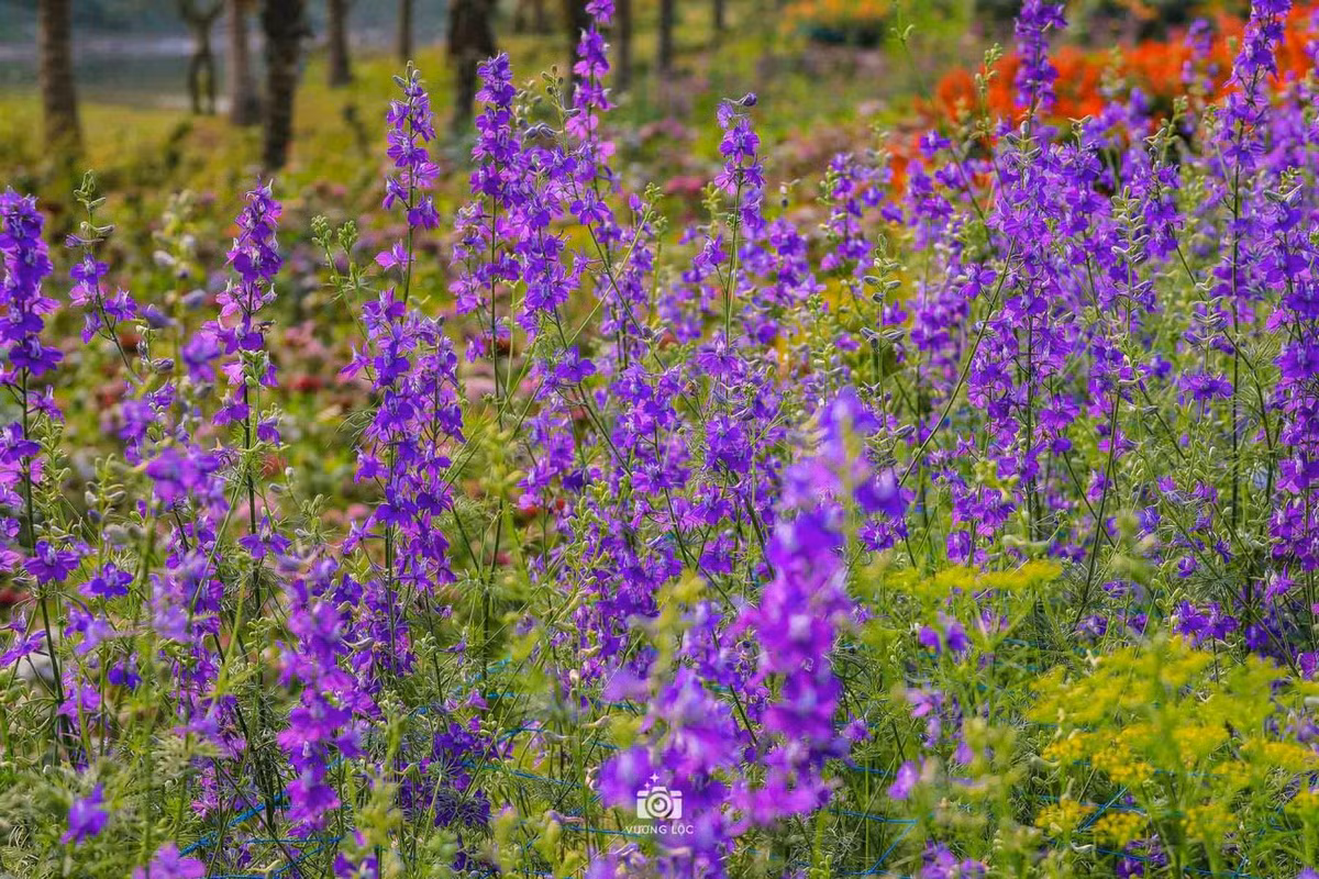 Trên khu đất rộng ven sông, vườn hoa bãi đá sông Hồng được thiết kế và bố trí thành nhiều tiểu cảnh nhỏ phục vụ khách tham quan và chụp ảnh. Ảnh: Vương Lộc