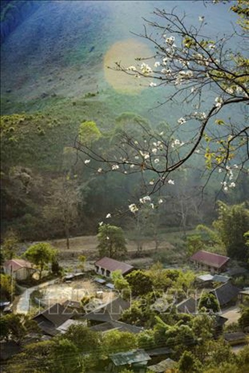 Hoa ban bung nở trên bản làng Điện Biên.