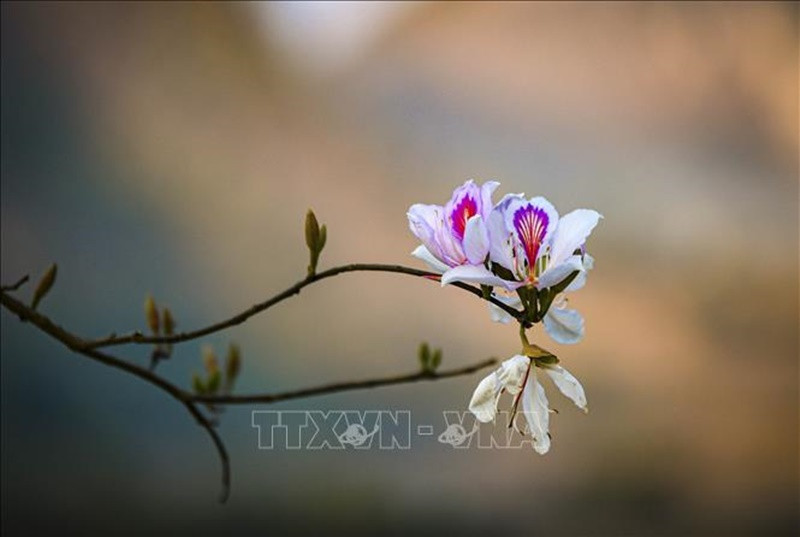  Hoa ban là biểu tượng kiêu hãnh của đồng bào các dân tộc tỉnh Điện Biên nói riêng và Tây Bắc nói chung, biểu trưng cho sự thuần khiết, trong sáng của người phụ nữ, cũng là biểu tượng cho cuộc sống hạnh phúc, tình yêu. Vẻ đẹp hoang dại nhưng vẫn thanh tao, thơ mộng của loài hoa này tô điểm thêm những đỉnh núi, lưng chừng đồi, vách đá cheo leo, góp phần mời gọi du khách đến tham quan tới với Điện Biên xa xôi.