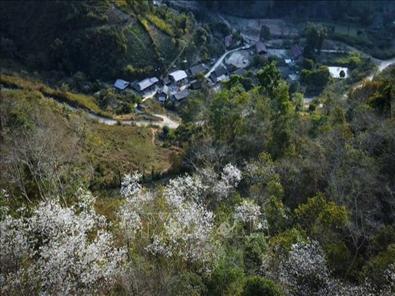 Hoa ban bung nở trên những cánh rừng quanh bản làng ở xã biên giới Na Ư, huyện Điện Biên.