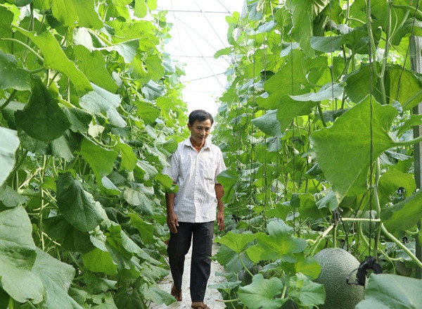 Chi trăm triệu cho con "làm liều", lão nông có khu vườn thu tiền tỷ Chi tram trieu cho con
