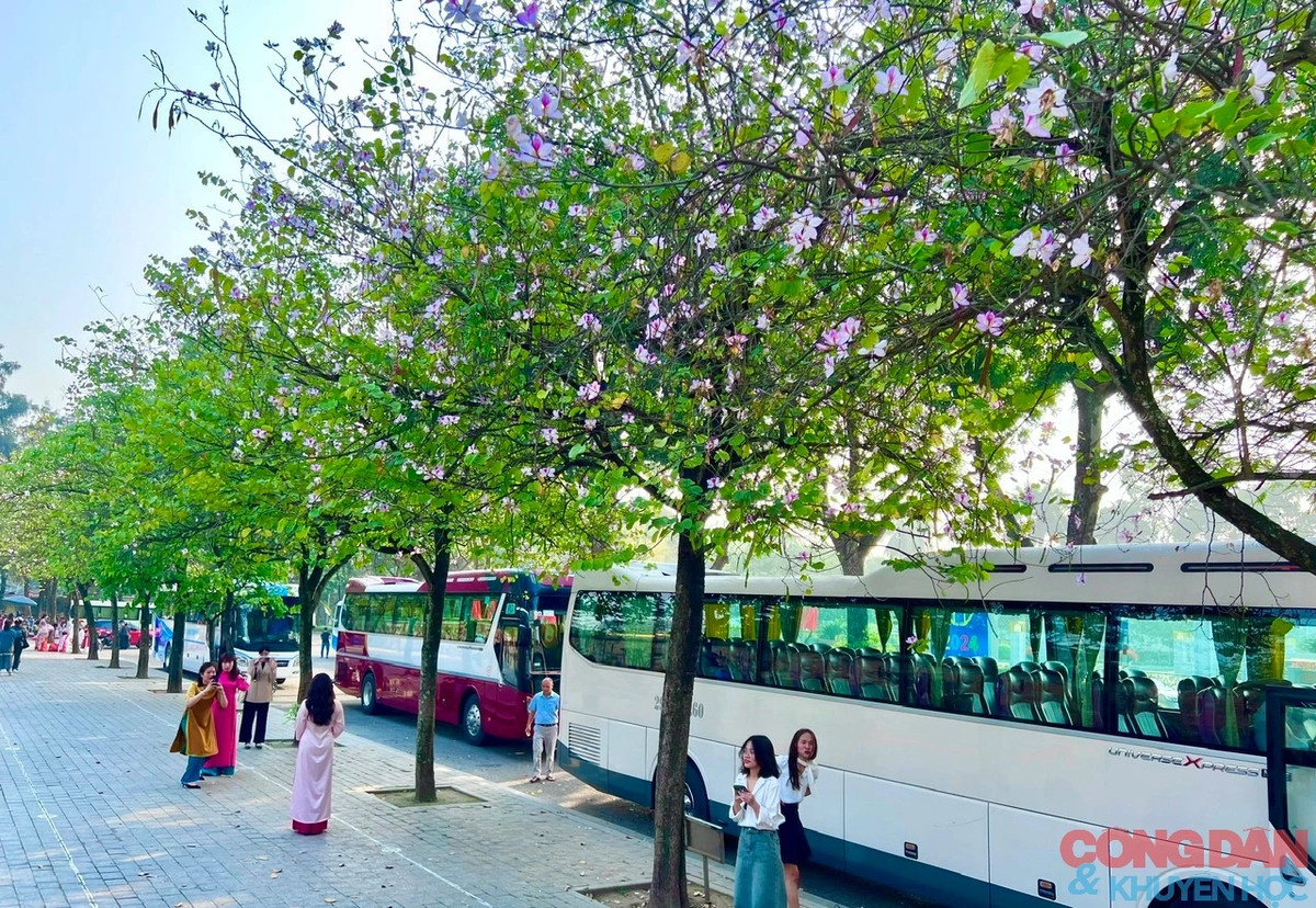 Sắc màu hoa ban mang hơi thở núi rừng Tây Bắc giúp phố của Hà Nội trở nên thơ mộng. Ảnh: Đắc Quang