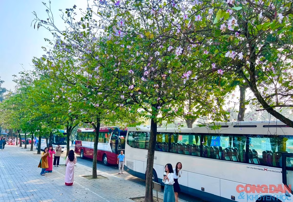 Sắc màu hoa ban mang hơi thở núi rừng Tây Bắc giúp phố của Hà Nội trở nên thơ mộng. Ảnh: Đắc Quang