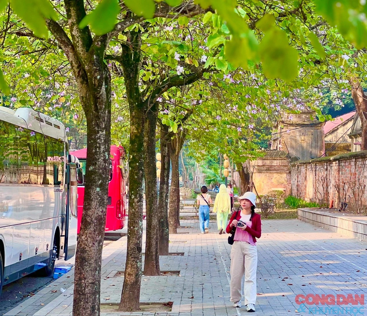 Nhiều bạn trẻ mang theo máy ảnh lưu lại những bức hình đẹp với mùa hoa ban. Ảnh: Đắc Quang