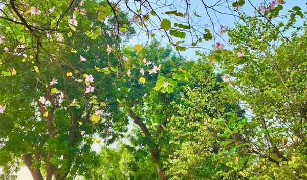 Bên đường Hoàng Diệu, hoa ban bung nở sau một mùa đông dài, khi những vạt nắng xuyên qua kẽ lá.