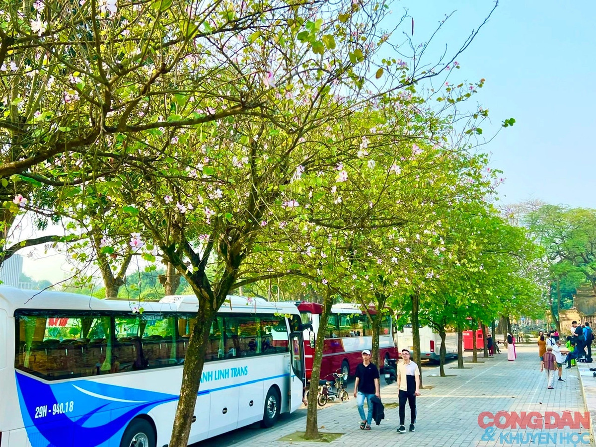 Một trong những điểm ngắm hoa ban đẹp nhất Hà Nội là trên đường Hoàng Diệu, đối diện khu vực Đài tưởng niệm Bắc Sơn. Ảnh: Đắc Quang