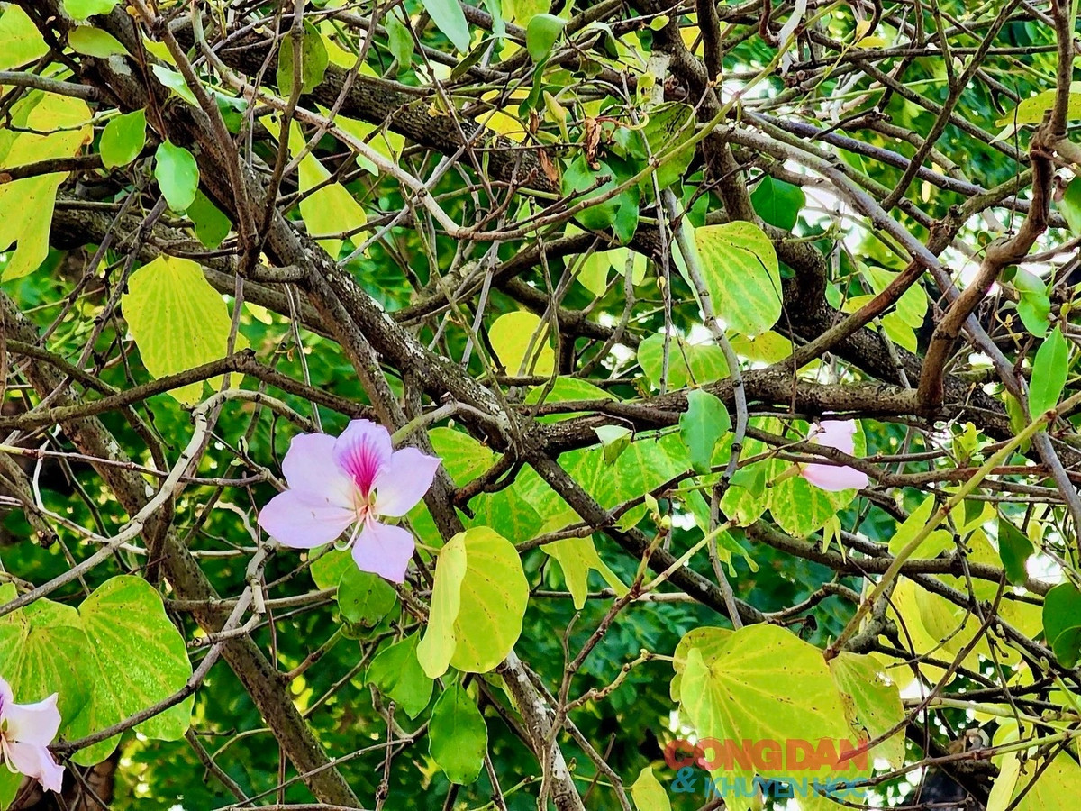 Bông hoa ban có 5 cánh, thường có màu trắng, sọc hồng, phớt tím. Hoa không có hương thơm nhưng nhụy có vị ngọt. Ảnh: Trang Linh