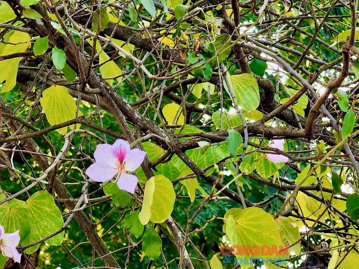 Bông hoa ban có 5 cánh, thường có màu trắng, sọc hồng, phớt tím. Hoa không có hương thơm nhưng nhụy có vị ngọt. Ảnh: Trang Linh