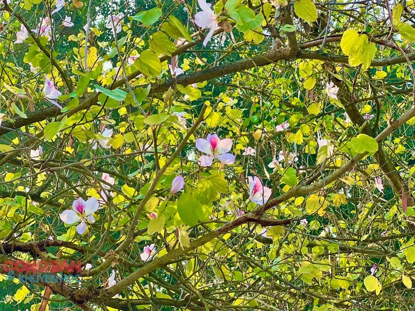 Hình ảnh hoa ban nở bung một góc trời từ lâu đã trở thành hình ảnh quen thuộc, giản dị và gần gũi khiến người dân háo hức trông mong.